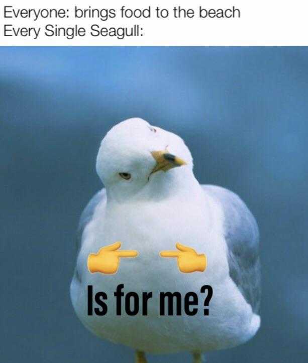 seagull with a caption saying everyone tries to eat the beach every single seagull is for me