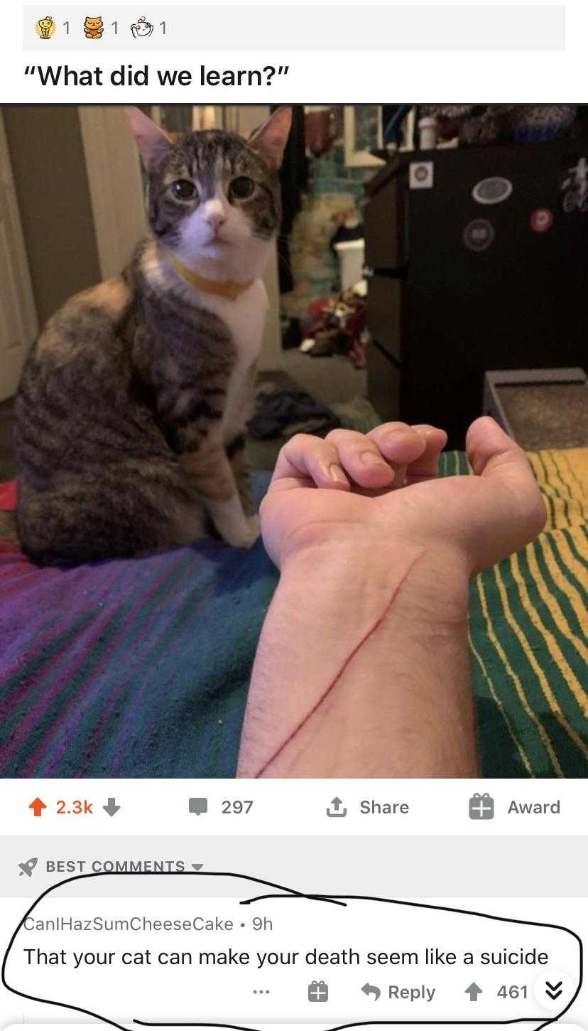 someone is holding a cat ' s hand and it is saying what did we learn?