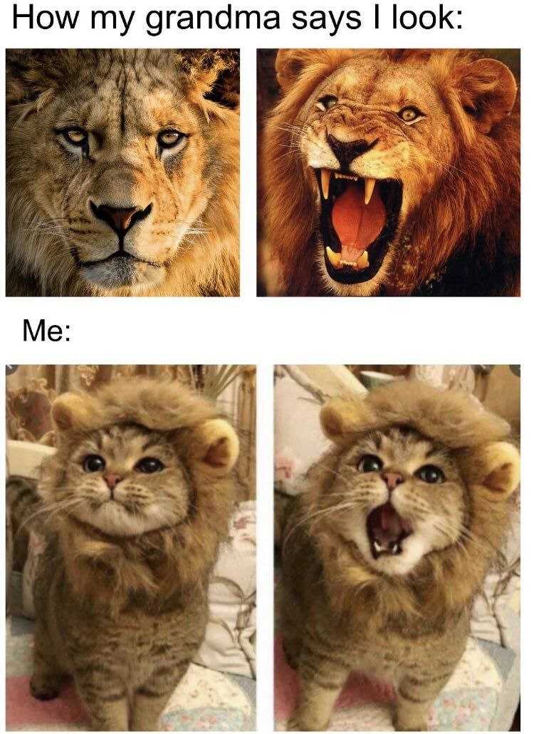 four pictures of a lion with a fake mane on its head