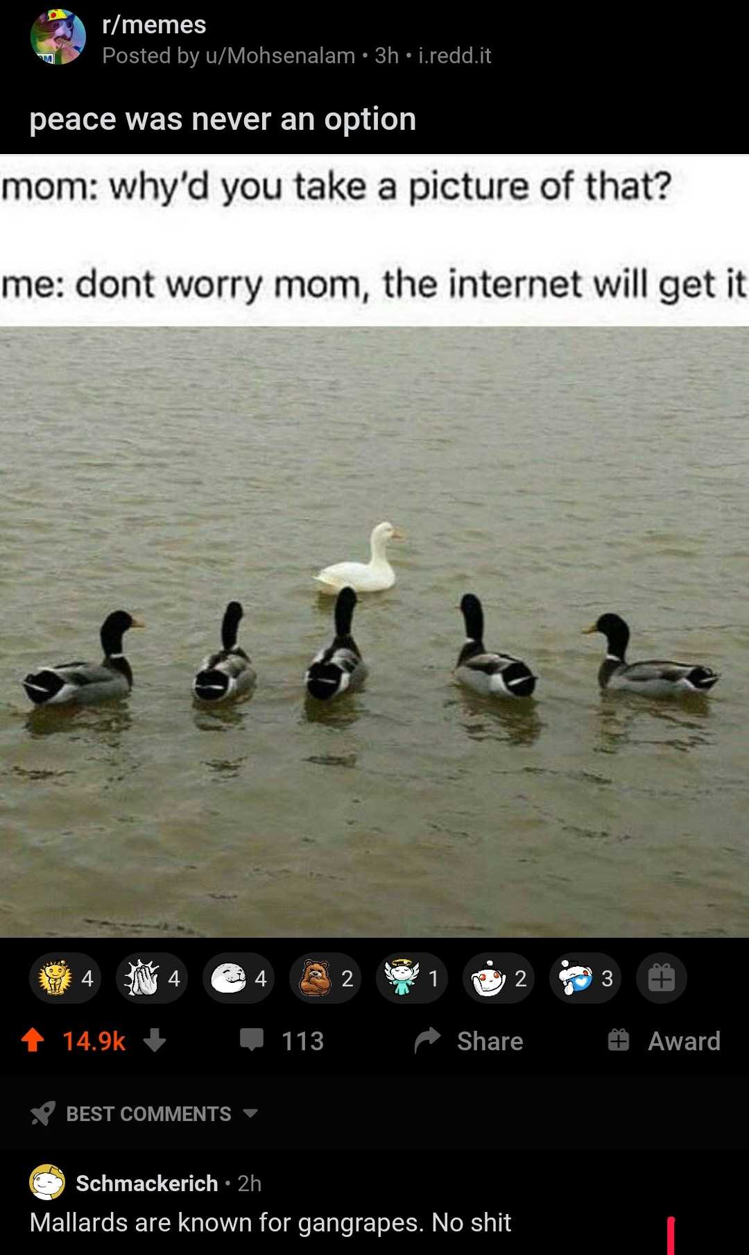 there are many ducks that are standing in the water