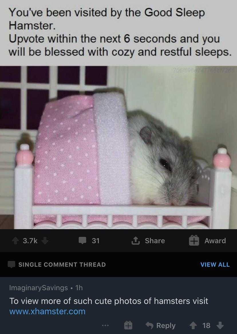 there is a hamster that is sleeping in a bed