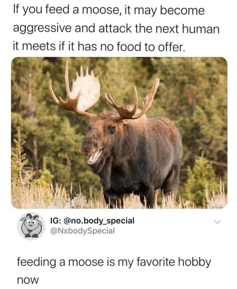 araffed moose with large horns standing in a field