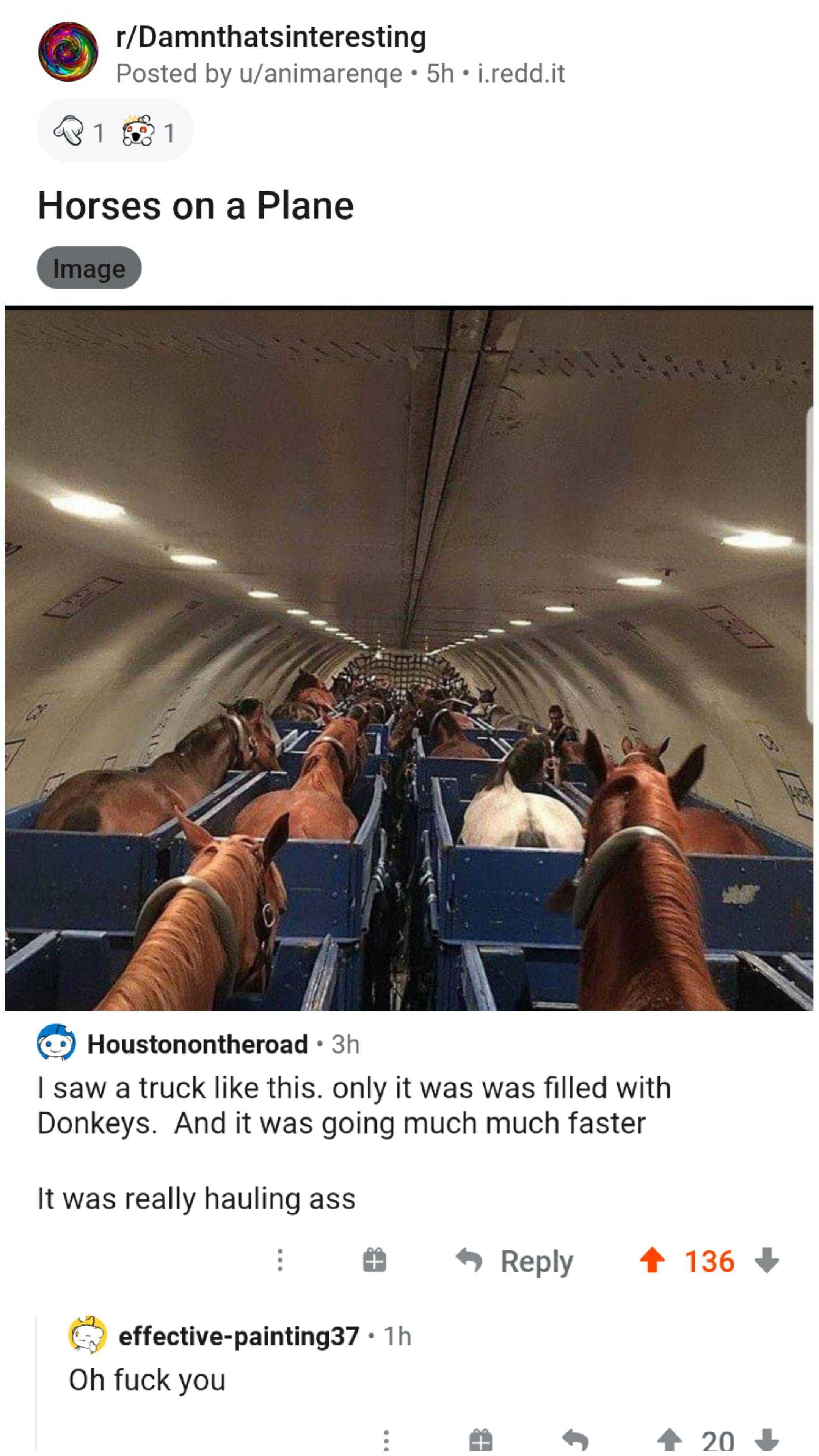 horses in a plane with a man on the back of it