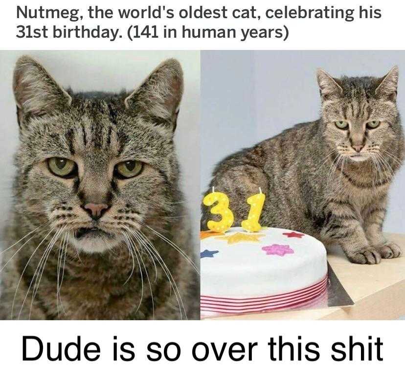 there are two pictures of a cat that are celebrating his birthday