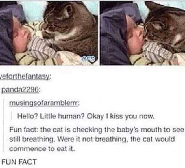 araffasy meme of a cat kissing a baby