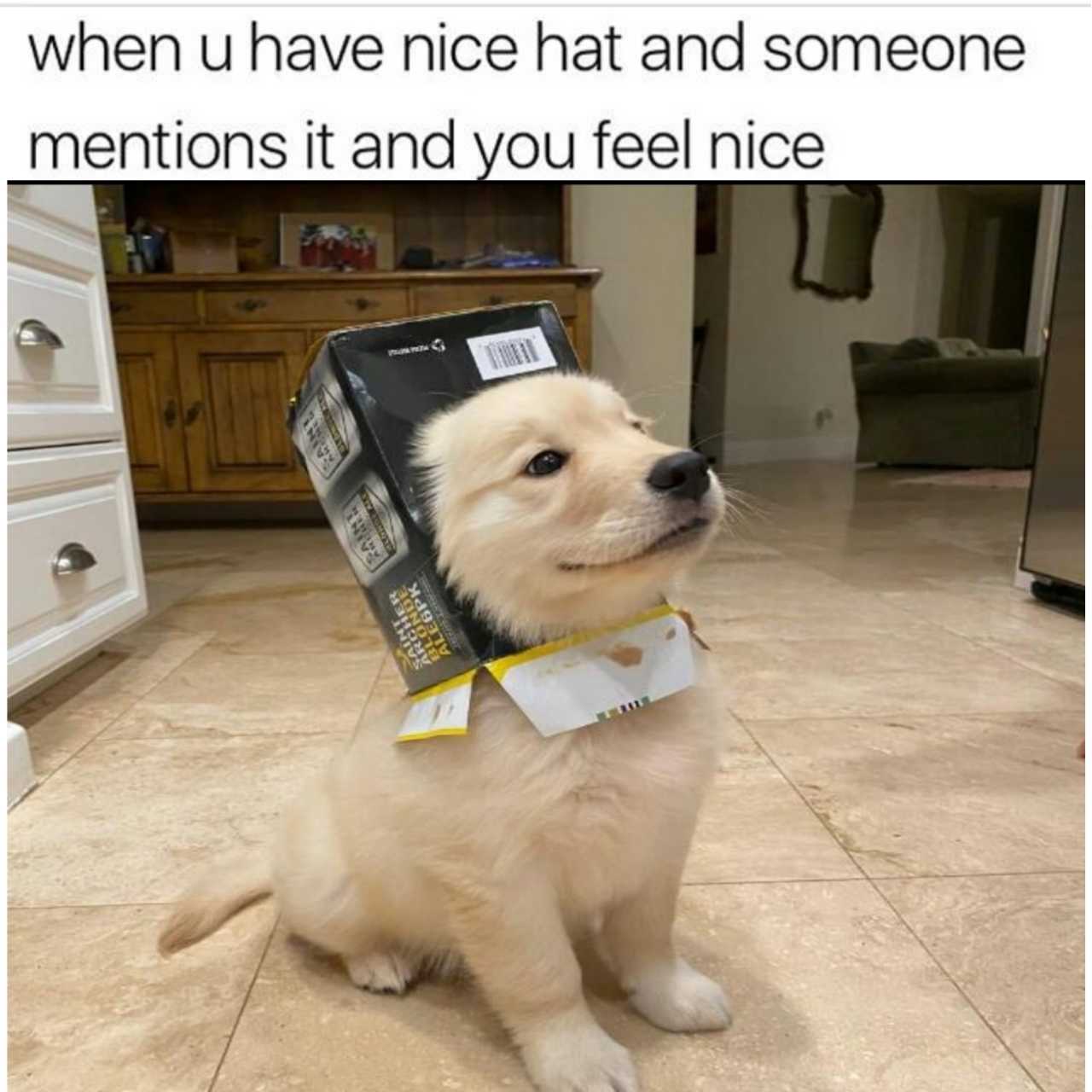 araff puppy with a box on its head sitting on the floor