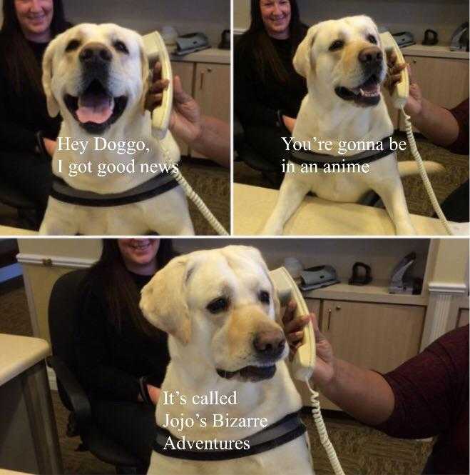 dog sitting on a desk with a woman in the background