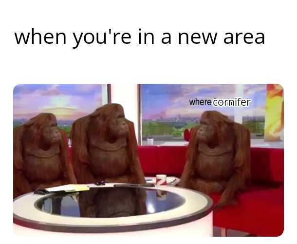 a picture taken from a news desk with three monkeys sitting on chairs