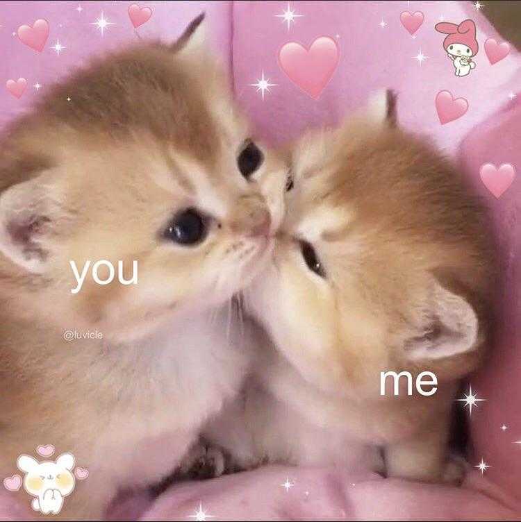 there are two kittens that are kissing each other on a pink blanket