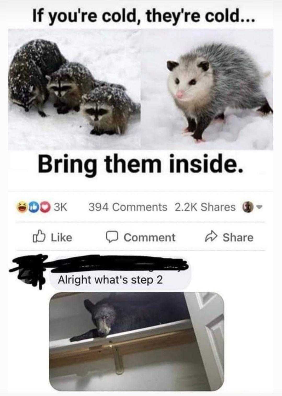 a screenshot of a picture of a group of possums in the snow