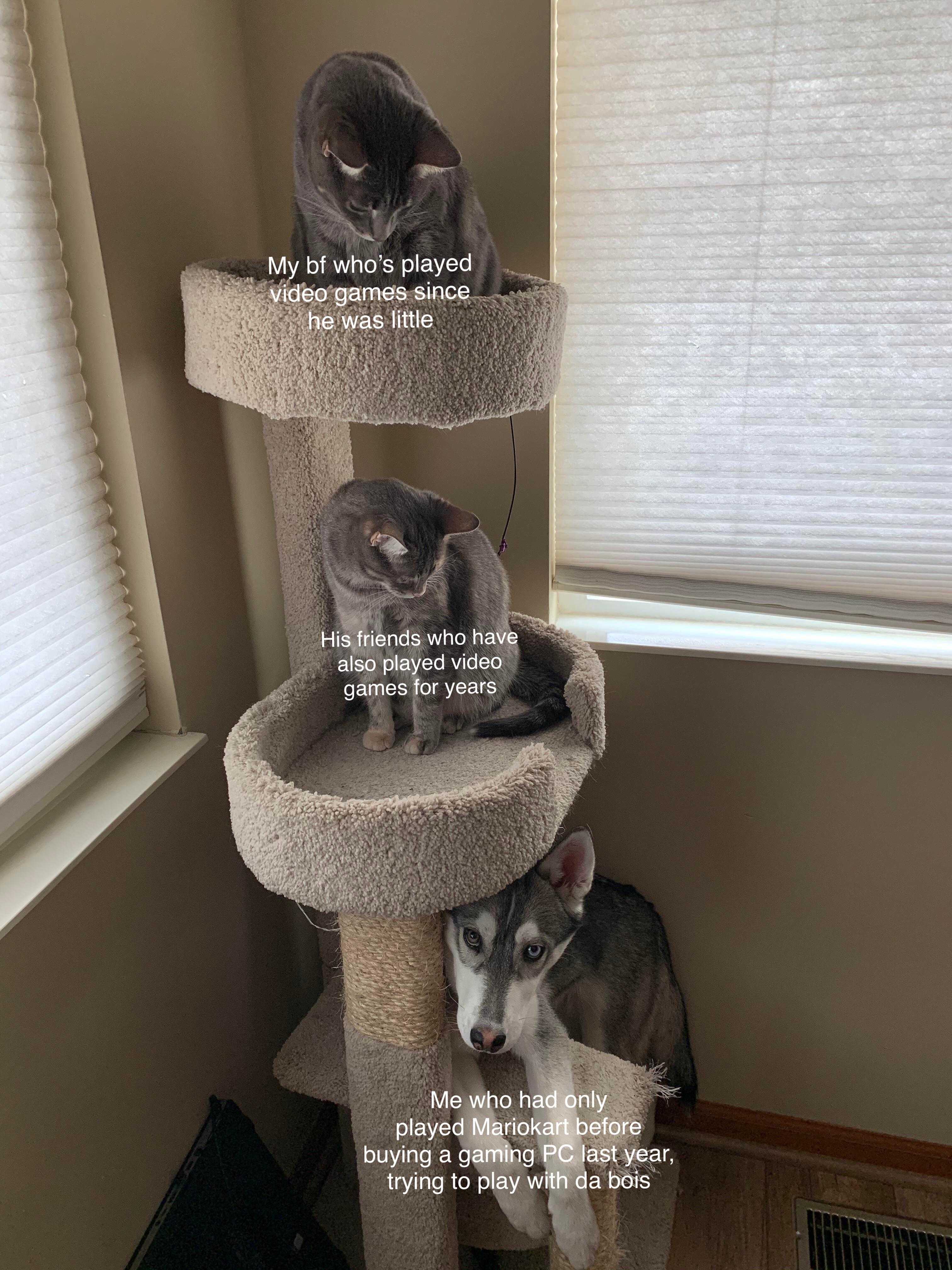 there are two cats sitting on top of a cat tree