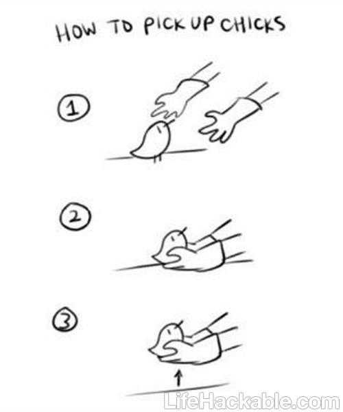 a drawing of how to pick up chicks