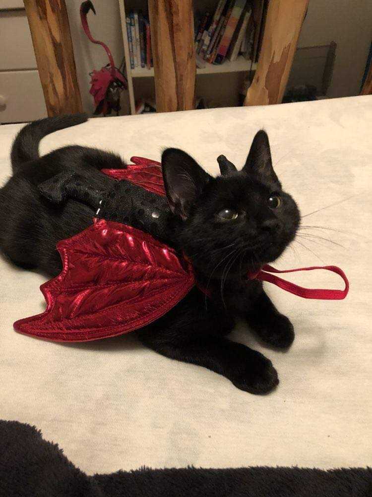 there is a black cat laying on a bed with a red angel wings on it