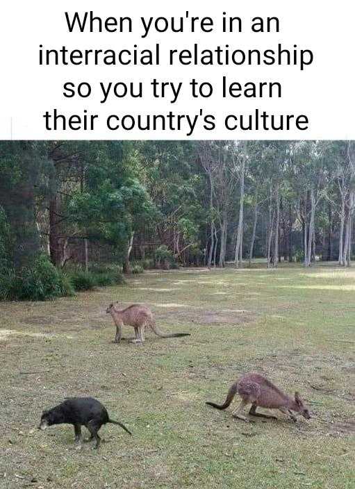 araffes in a field with trees and grass with the caption of a picture of a kangaroo and a kangaroo