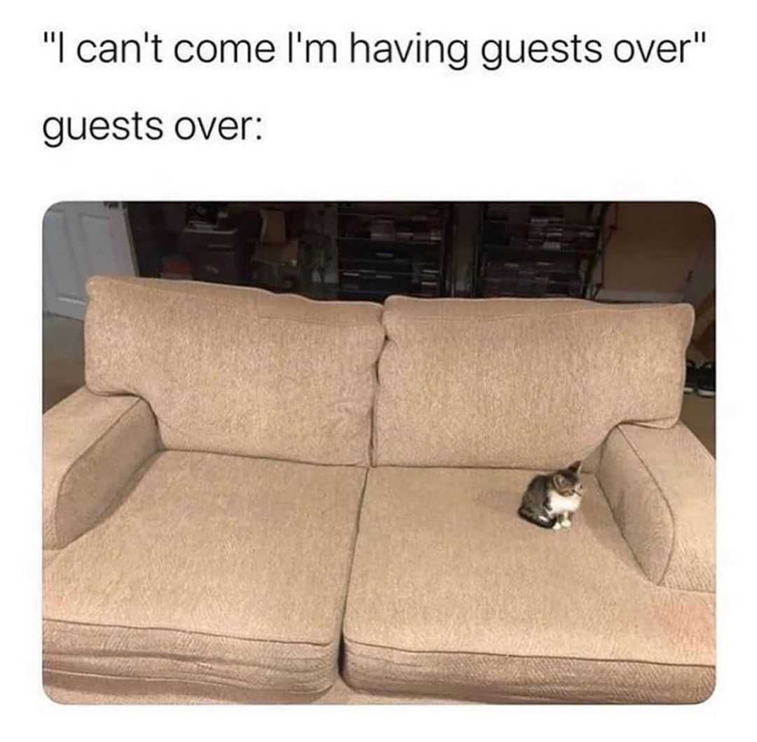 araff cat sitting on a couch with caption of caption saying, can ' t come i ' m having guests over