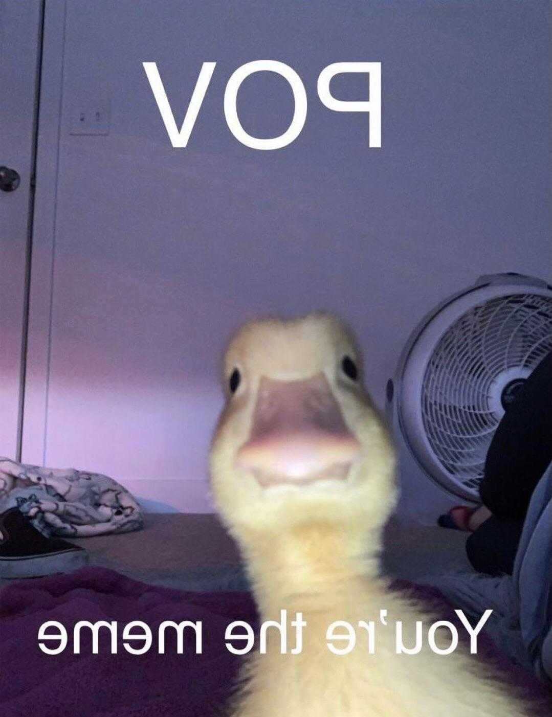 there is a duck that is sitting on a bed with a caption