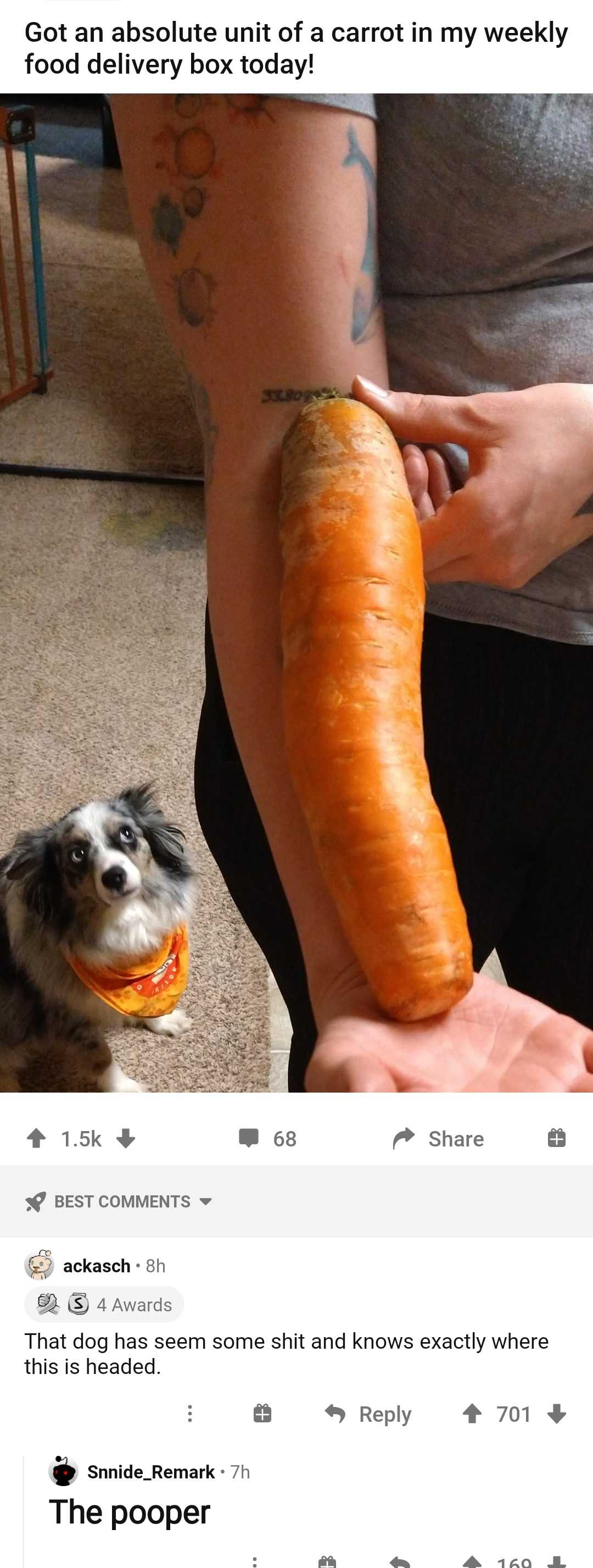 someone is holding a carrot and a dog is looking at it