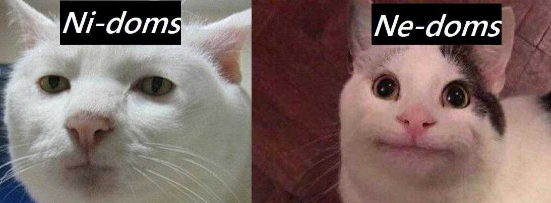 there are two pictures of a cat with different expressions on their faces