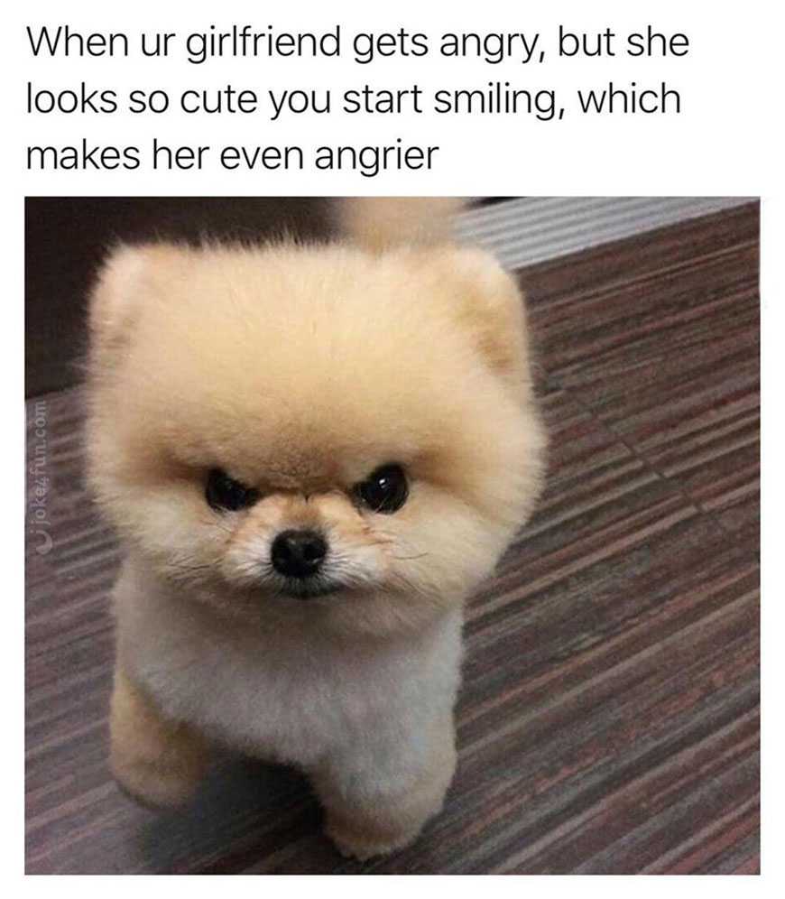 pomeranian dog standing on a wooden floor with caption saying when u girlfriend gets angry, but she looks quite like you start smiling, which makes her even an angel