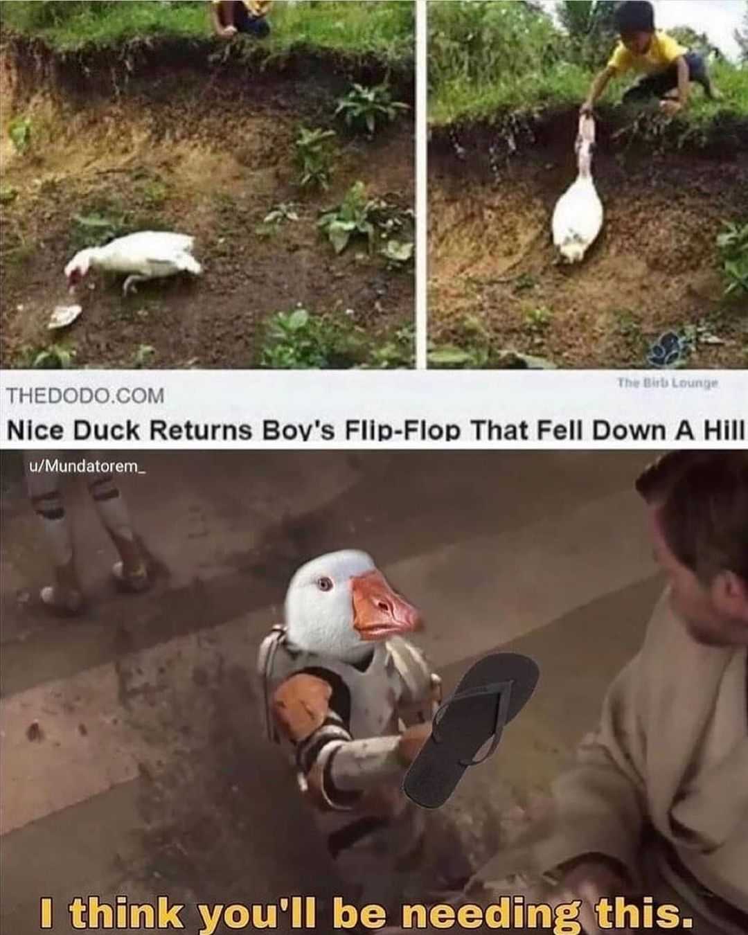 a couple of pictures of a duck and a man with a skateboard