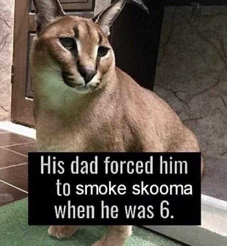 cat sitting on a rug with a sign saying his dad forced him to smoke kooma when he was 6