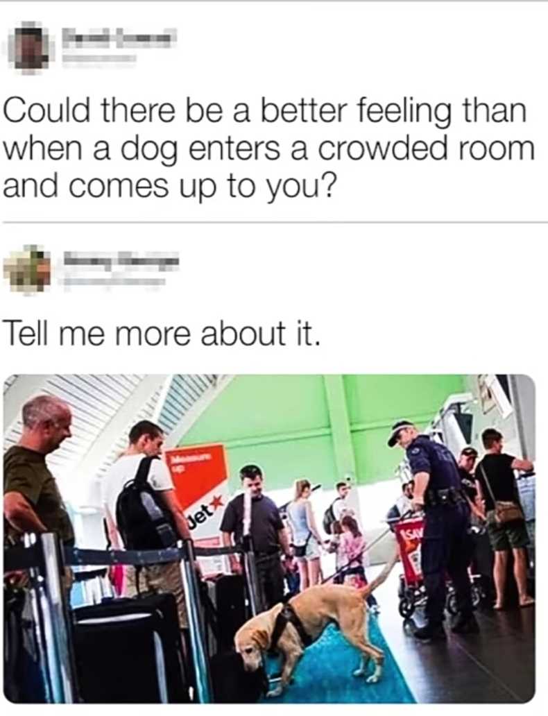 dog on a leash in an airport waiting for a flight