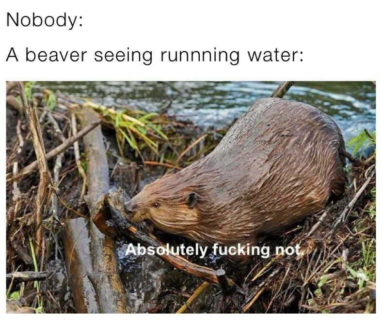 a close up of a beaver on the ground with a stick in its mouth