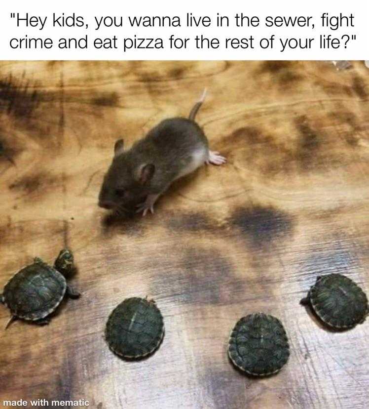 mouse sitting on a table with four turtles