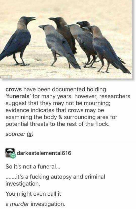 there are four crows standing in a line on the ground