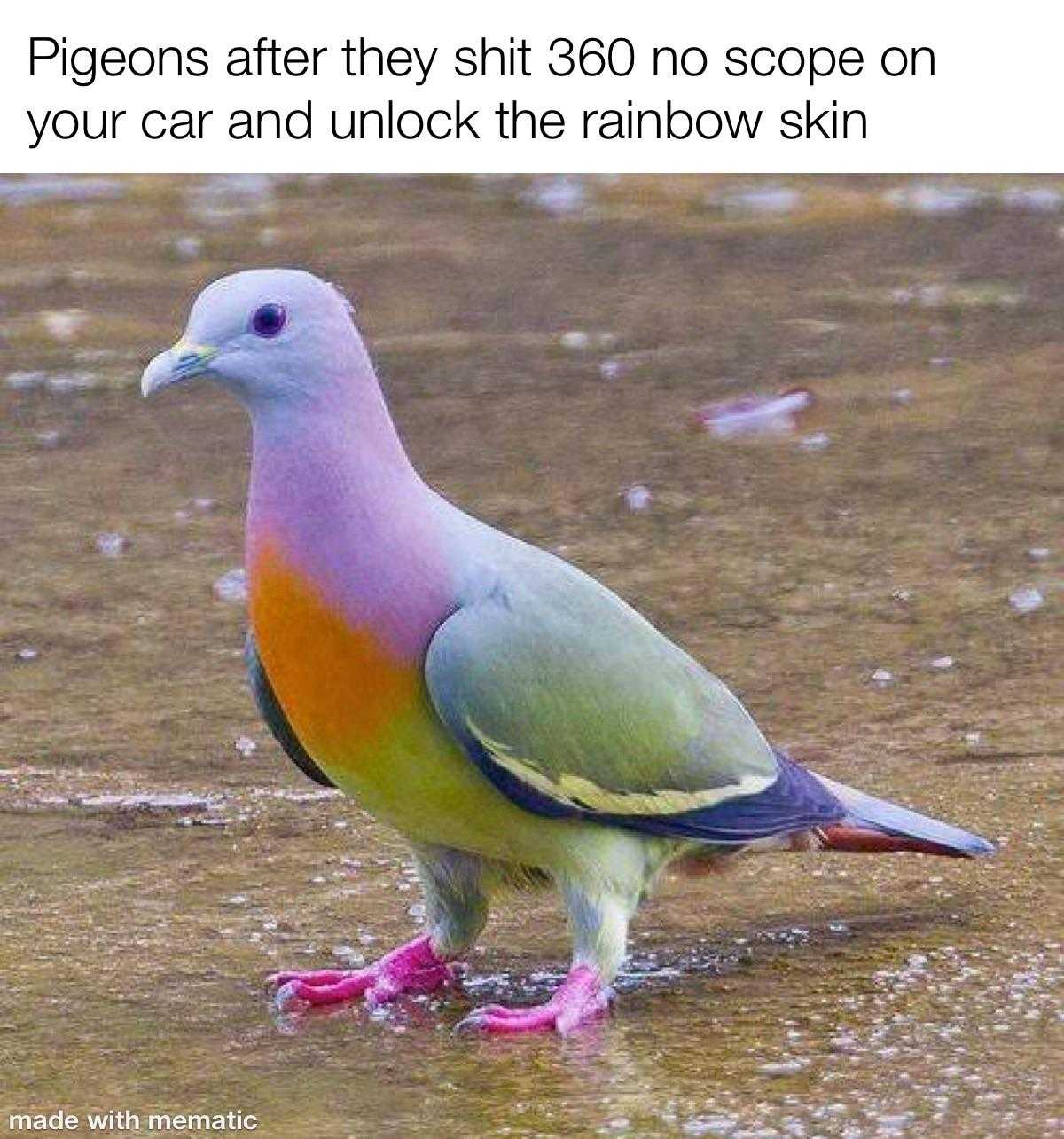 pigeon standing in the water with a caption that reads, pigeons after they shit 360 scope on your car and unlock the rainbow skin