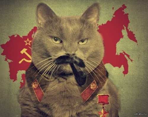 cat with a mustache and a red ribbon around its neck