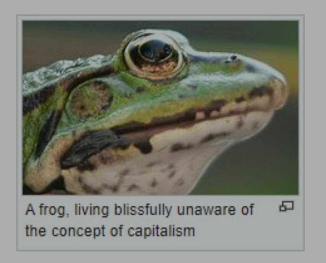 a close up of a frog with a caption of a caption