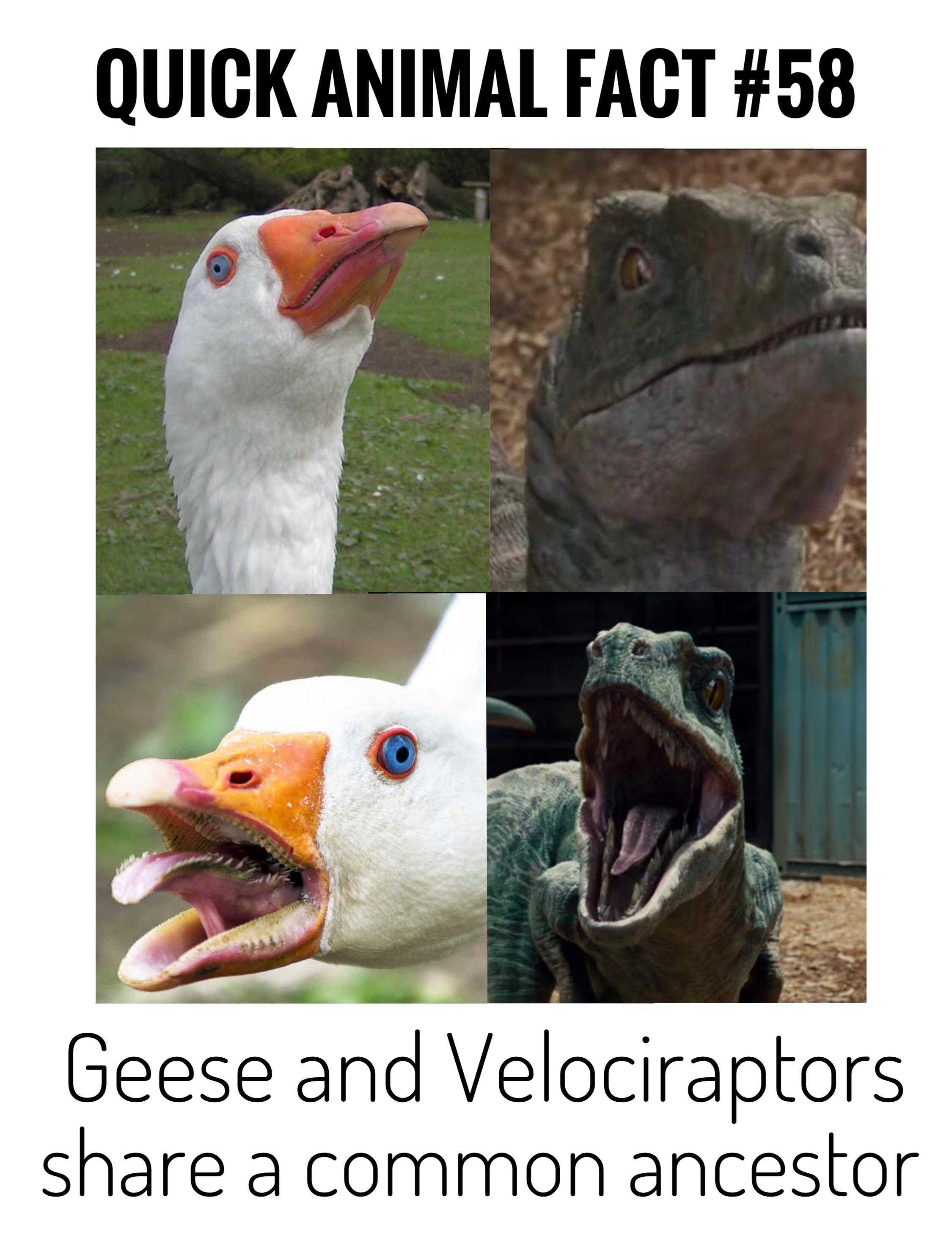 image of a duck with a beak and a t - rex with a mouth open