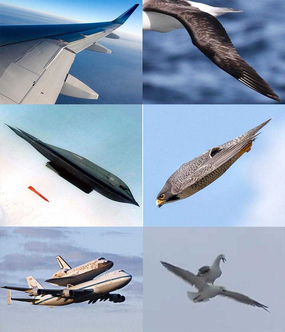 image of a plane, a space shuttle, and a bird