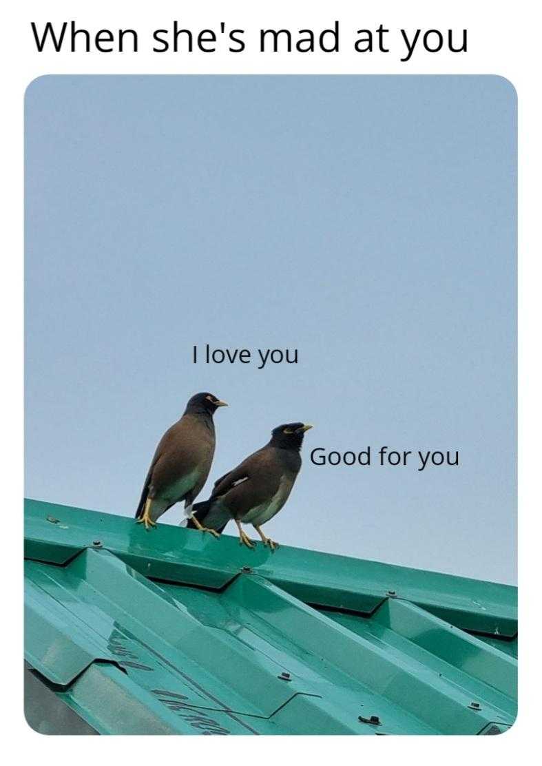 there are two birds sitting on a roof with a caption that reads, when she ' s mad at you