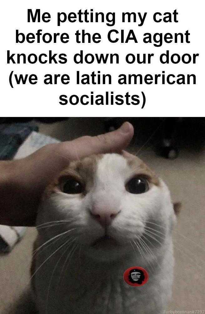 someone is holding a cat with a caption that reads me getting my cat before the ciagent knocks down our door we are latin american socialist