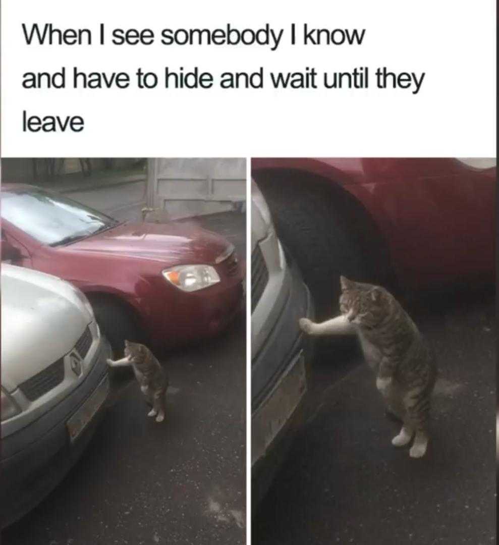 cat standing on its hind legs and reaching out of a car window