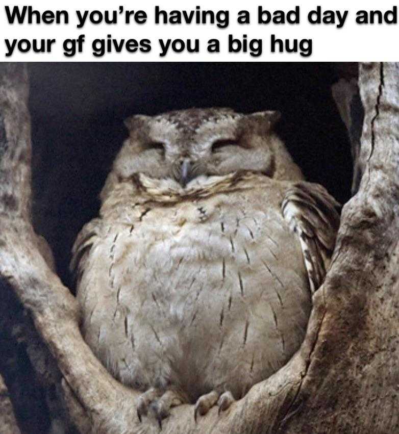 there is a owl that is sitting in a tree with a caption