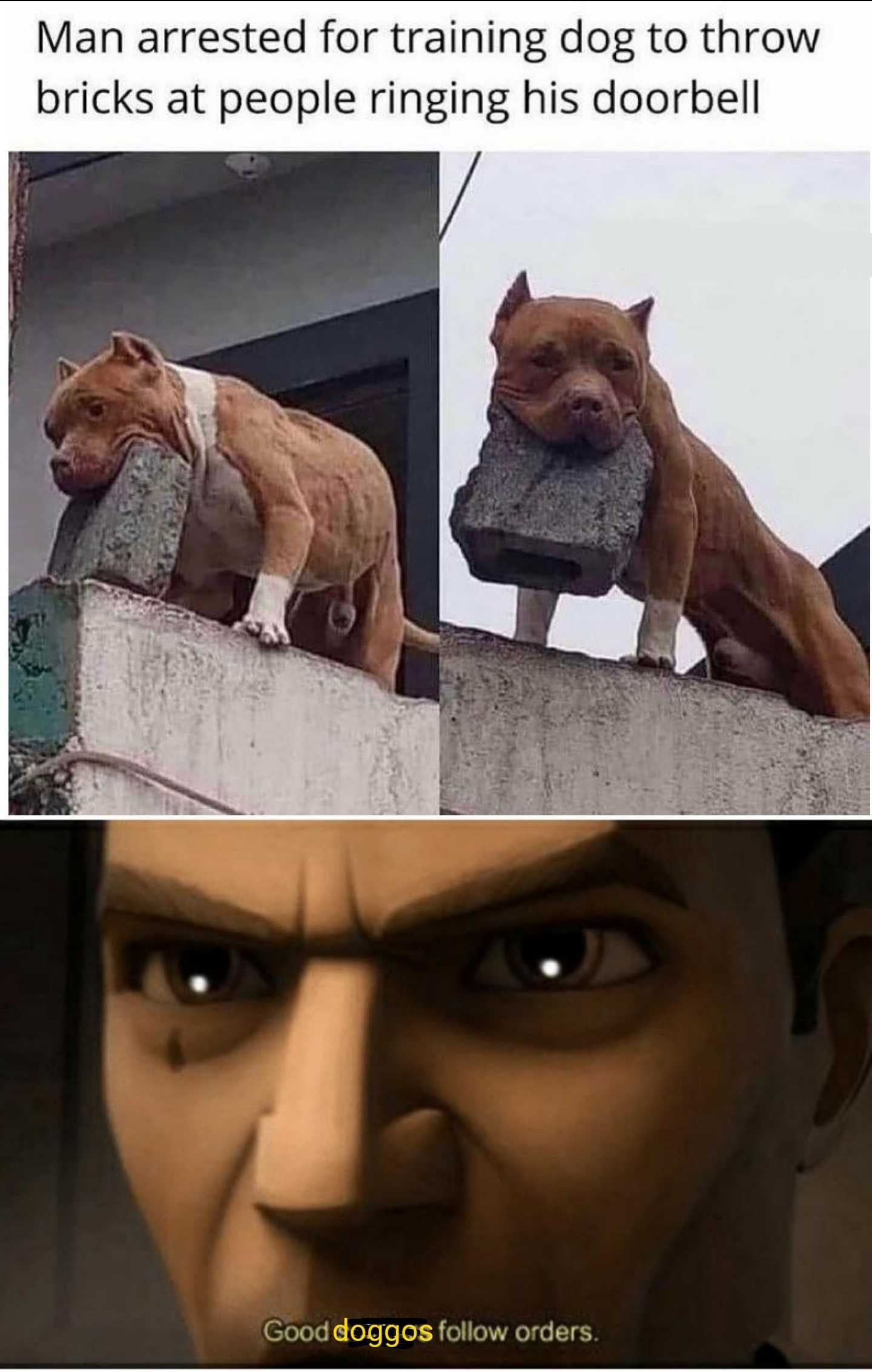 a close up of a dog on a ledge with a brick in its mouth