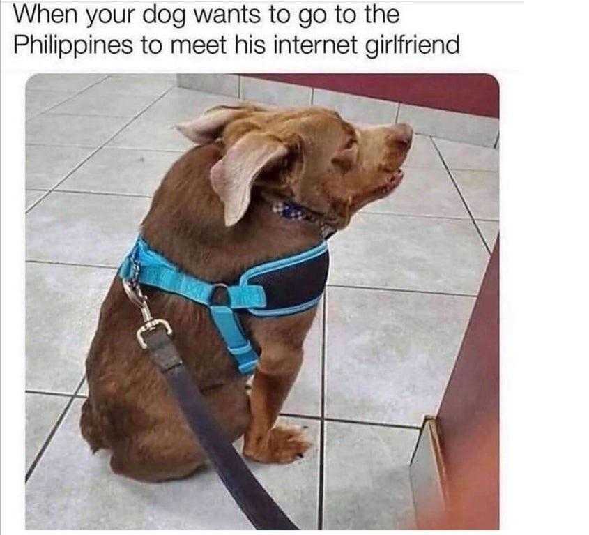 dog sitting on tiled floor with leash and harness