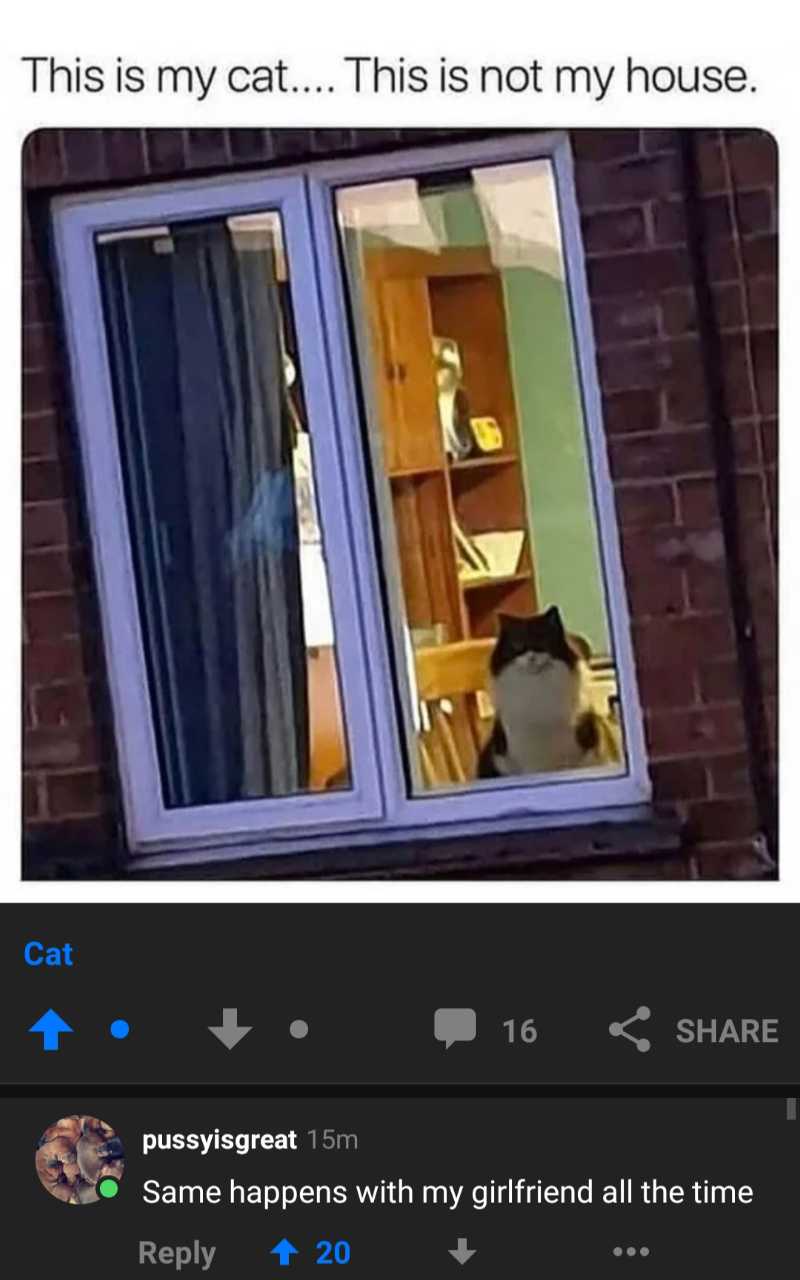 a close up of a window with a cat in it