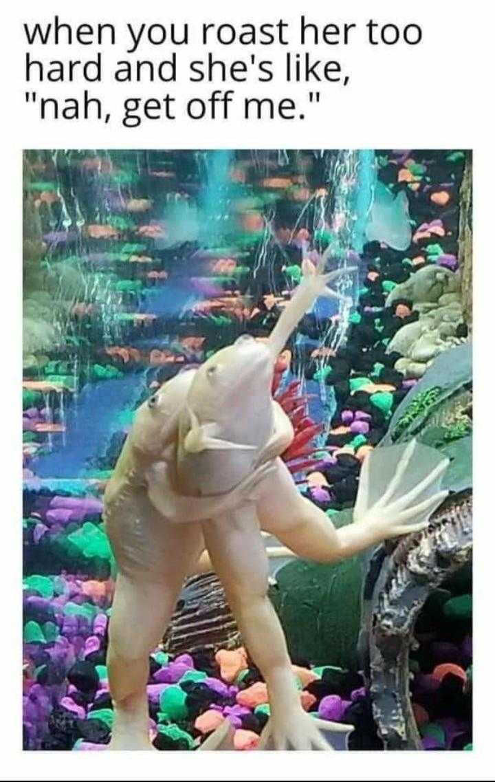 araffes in a tank with a fish and a fish bowl