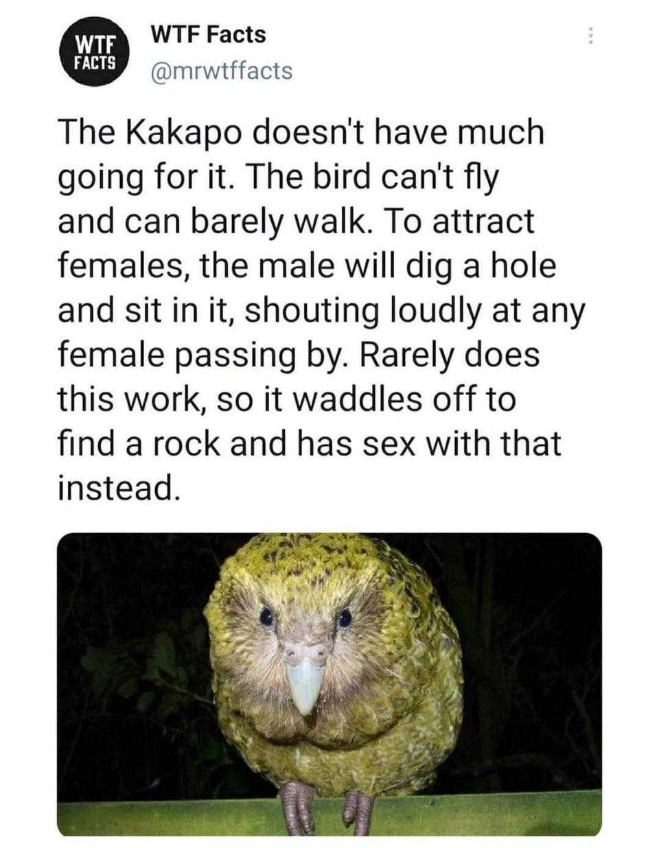 a close up of a bird with a caption on it ' s face