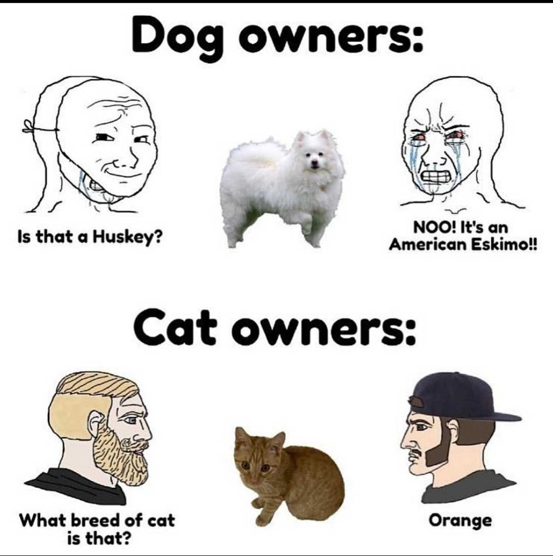 picture of a dog owner and his cat owners