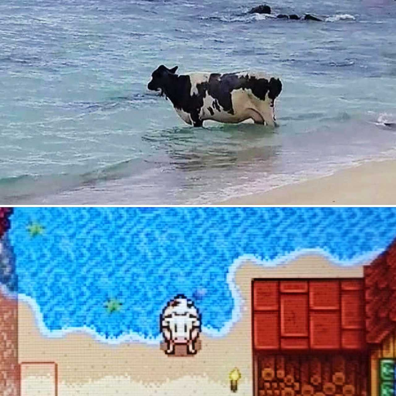 there are two pictures of a cow in the water and a cow in the water