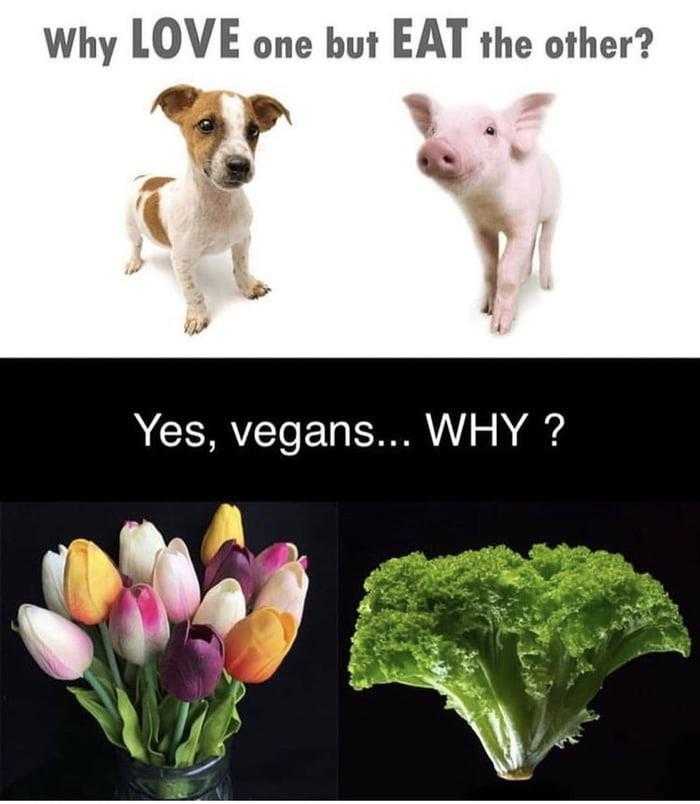 there are three pictures of a dog and a pig with a bunch of vegetables