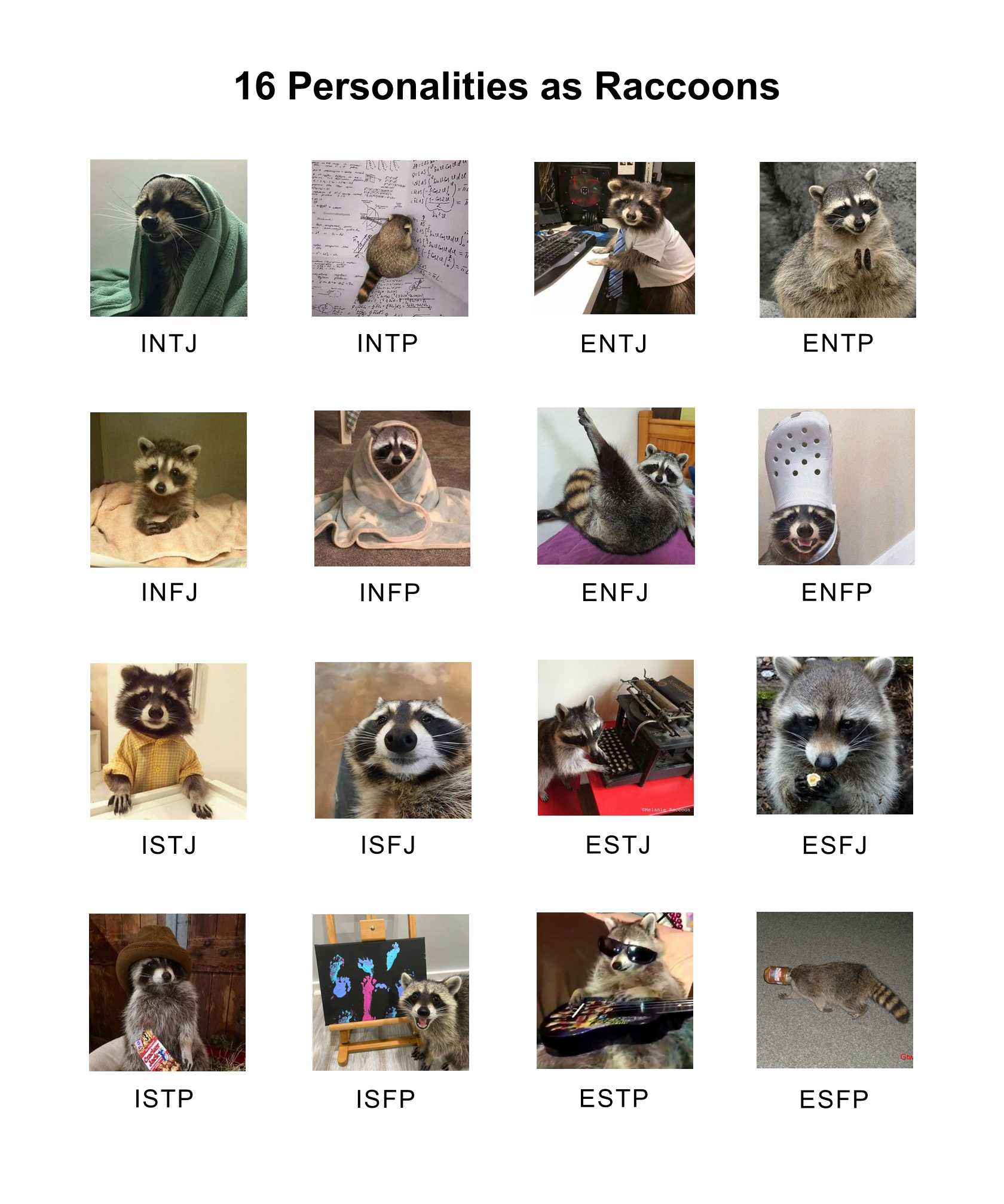 raccoons are shown in a grid of pictures