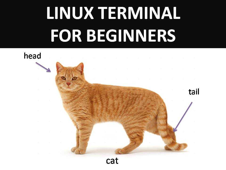 there is a cat that is standing up with the words linux terminal for beginners