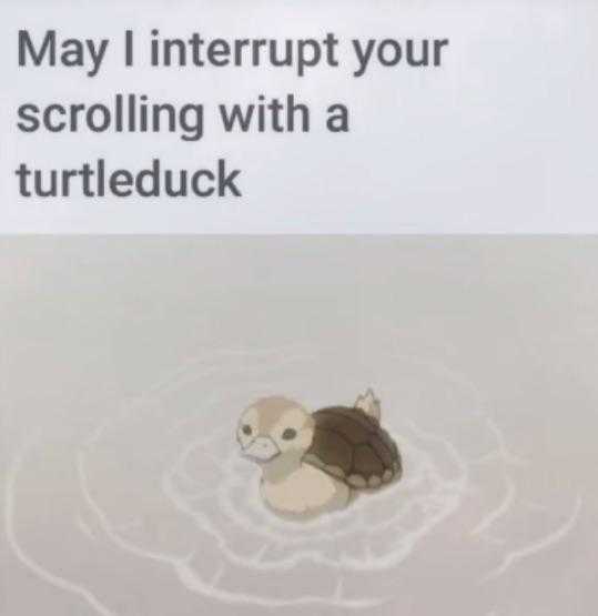 turtle in water with caption saying may i interrupt your scrolling with a turtleduk