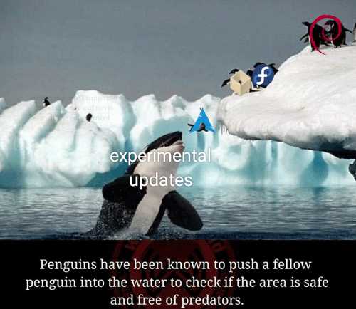 penguins have been known to push fellow penguins into the water to check if the area is safe and free of predators